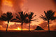 Palms Silhouetted A42G Wall Mural