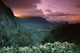 Ginger Foreground Twilight A43G Wall Mural