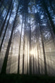 Trees In Forest A25H Wall Mural