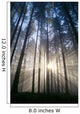 Trees In Forest A25H Wall Mural