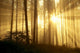 Trees In Forest A24E Wall Mural