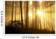 Trees In Forest A24E Wall Mural