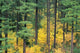 Green And Yellow Colors A24B Wall Mural