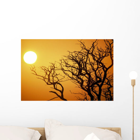 Keawe Tree Silhouette Of Bare Branches, Sunset Wall Mural