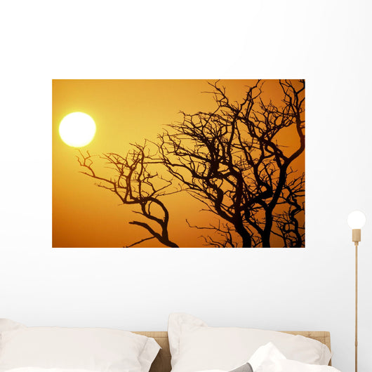 Keawe Tree Silhouette Of Bare Branches, Sunset Wall Mural