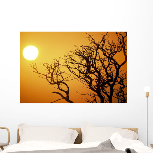 Keawe Tree Silhouette Of Bare Branches, Sunset Wall Mural