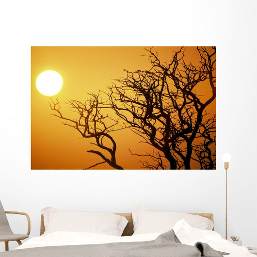 Keawe Tree Silhouette Of Bare Branches, Sunset Wall Mural