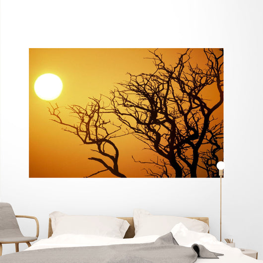 Keawe Tree Silhouette Of Bare Branches, Sunset Wall Mural