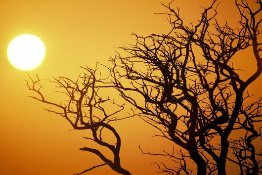 Keawe Tree Silhouette Of Bare Branches, Sunset Wall Mural