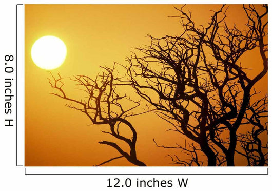 Keawe Tree Silhouette Of Bare Branches, Sunset Wall Mural