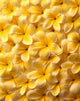 Yellow Plumeria Flowers With Water Droplets Wall Mural