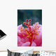 Hibiscus Hybrid Flower A23B Wall Mural