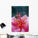 Hibiscus Hybrid Flower A23B Wall Mural