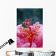 Hibiscus Hybrid Flower A23B Wall Mural