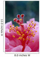 Hibiscus Hybrid Flower A23B Wall Mural