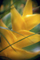 Soft Focus Detail Of Yellow Heliconia Flower On Plant A22A Wall Mural