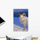 Canada, Kluane National Park, Sheep, Dall Foraging Through Snow A52B Wall Mural