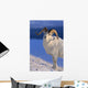 Canada, Kluane National Park, Sheep, Dall Foraging Through Snow A52B Wall Mural