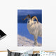 Canada, Kluane National Park, Sheep, Dall Foraging Through Snow A52B Wall Mural