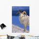 Canada, Kluane National Park, Sheep, Dall Foraging Through Snow A52B Wall Mural