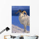 Canada, Kluane National Park, Sheep, Dall Foraging Through Snow A52B Wall Mural