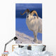 Canada, Kluane National Park, Sheep, Dall Foraging Through Snow A52B Wall Mural