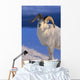 Canada, Kluane National Park, Sheep, Dall Foraging Through Snow A52B Wall Mural