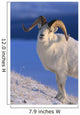 Canada, Kluane National Park, Sheep, Dall Foraging Through Snow A52B Wall Mural