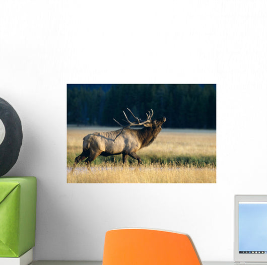 Bull Bugling In Rut Side Full Length View A52F Wall Mural