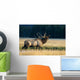 Bull Bugling In Rut Side Full Length View A52F Wall Mural