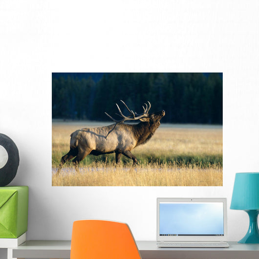 Bull Bugling In Rut Side Full Length View A52F Wall Mural