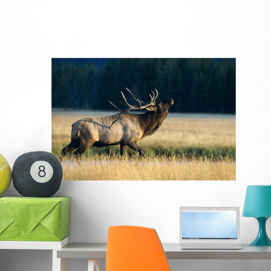 Bull Bugling In Rut Side Full Length View A52F Wall Mural