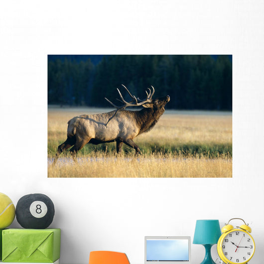 Bull Bugling In Rut Side Full Length View A52F Wall Mural
