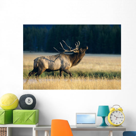 Bull Bugling In Rut Side Full Length View A52F Wall Mural