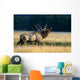 Bull Bugling In Rut Side Full Length View A52F Wall Mural