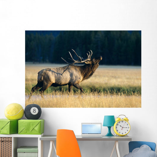 Bull Bugling In Rut Side Full Length View A52F Wall Mural