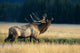 Bull Bugling In Rut Side Full Length View A52F Wall Mural