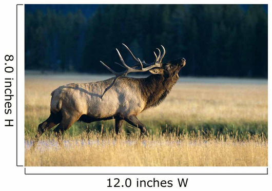 Bull Bugling In Rut Side Full Length View A52F Wall Mural