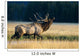 Bull Bugling In Rut Side Full Length View A52F Wall Mural