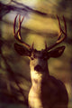 Canada, Rocky Mountains, Mule Deer Close-Up Front View A52C Wall Mural