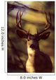 Canada, Rocky Mountains, Mule Deer Close-Up Front View A52C Wall Mural