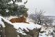 Montana Mountain Lion Resting In Day Bed Winter, Snow A52G Wall Mural