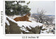 Montana Mountain Lion Resting In Day Bed Winter, Snow A52G Wall Mural