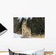 Montana, Gray Wolf Full Length View Standing In Snow A52D Wall Mural