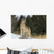 Montana, Gray Wolf Full Length View Standing In Snow A52D Wall Mural