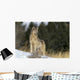 Montana, Gray Wolf Full Length View Standing In Snow A52D Wall Mural