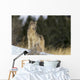 Montana, Gray Wolf Full Length View Standing In Snow A52D Wall Mural