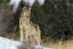 Montana, Gray Wolf Full Length View Standing In Snow A52D Wall Mural