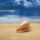Close-Up Of Seashell On Beach With Ocean Soft Focus In Background A33D Wall Mural