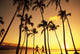 View Of Couple In Park By Beach Palm Trees, Golden Sunset Wall Mural